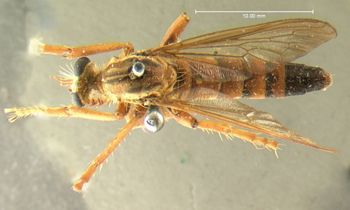 Media type: image;   Entomology 12822 Aspect: habitus dorsal view
